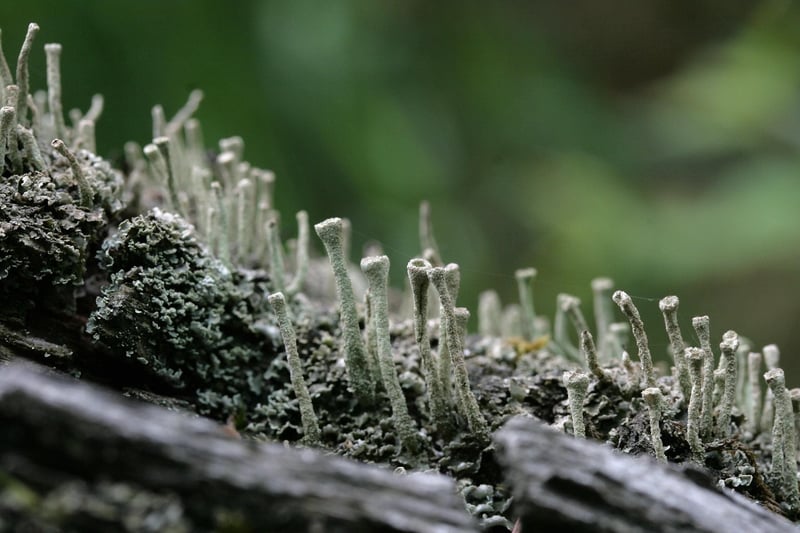 Woodland Details