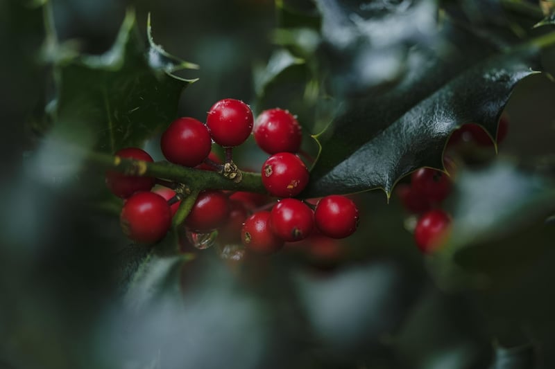 Forest Berry Tart