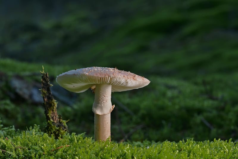Woodland Decor