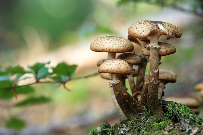 Forest Mushrooms